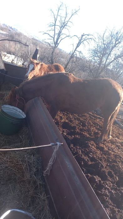 Продаются бараны