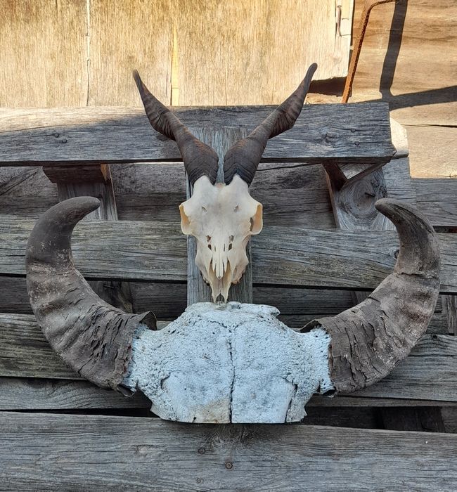 Трофей, рога !!!