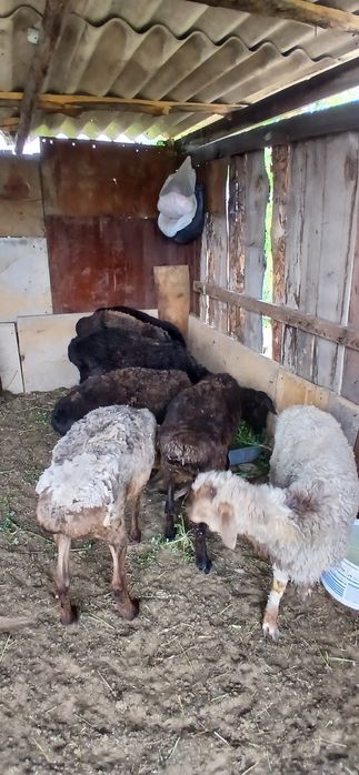Продам баранов 7 голов