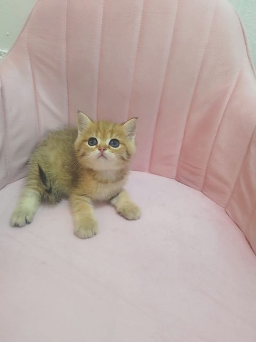 Шикарнык британские котята