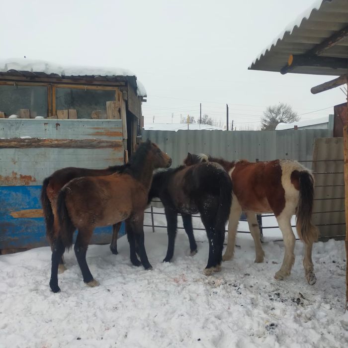 Жеребята 2 кобылки 2 жеребчика