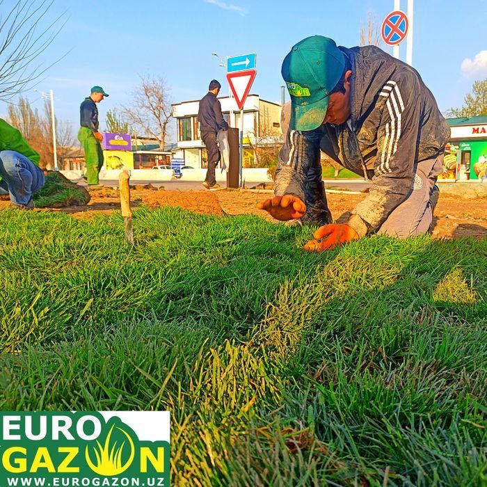 Рулонный газон Tabiy gazon ekish