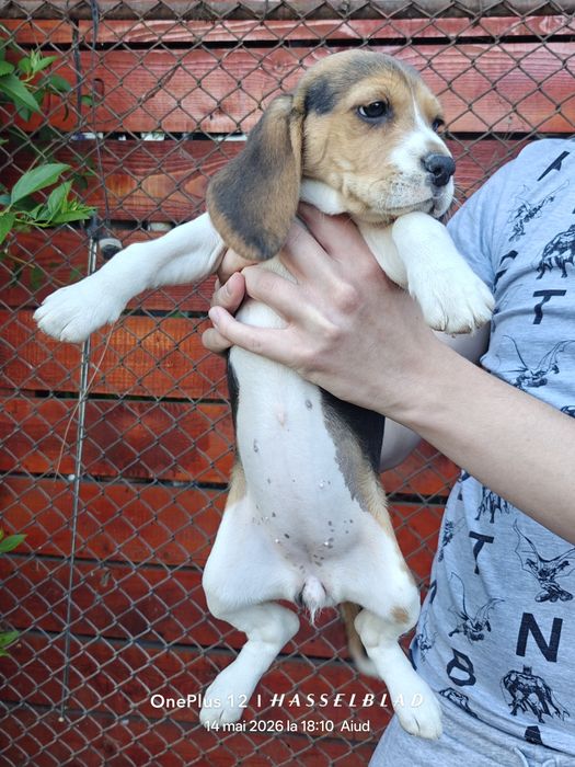 Cățeluși Beagle născuți în 19 martie