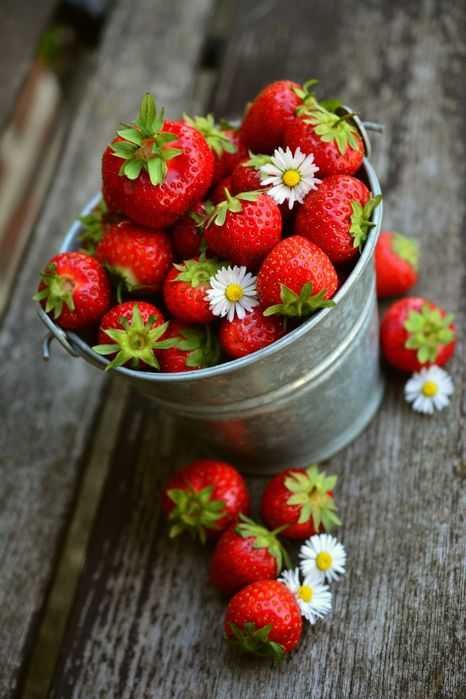 ВЪЛШЕБЕН Целогодишен Разсад Корени - Ягоди и Малини