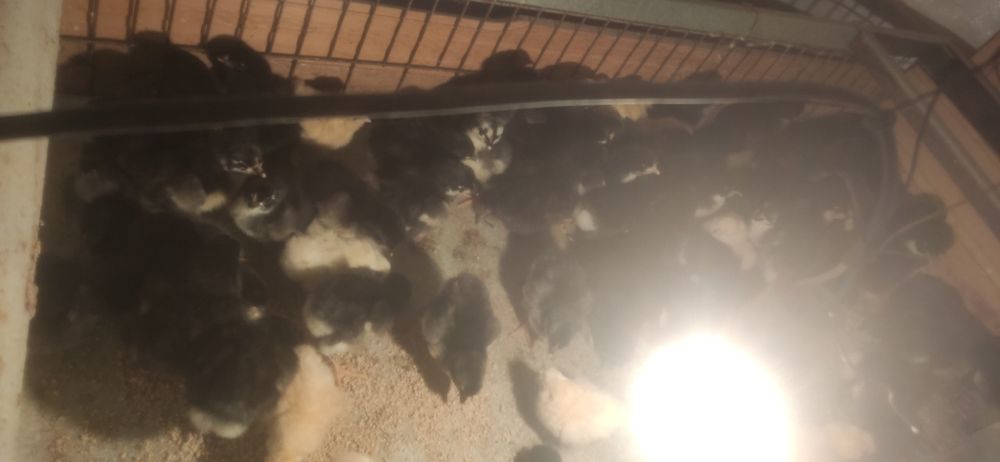 Qora shagzoda jojalar va tuxumlar