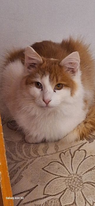 Красивые коты и кошки