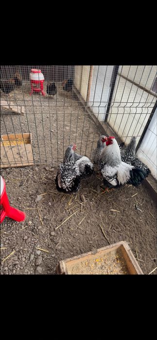 Oua incubatie wyandotte argintiu