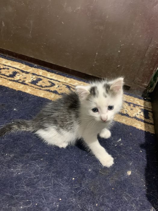 Котята в доьрые руки
