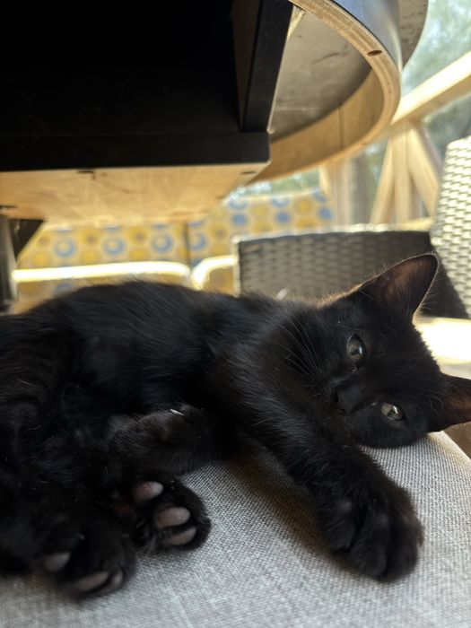Котенок девочка в добрые руки