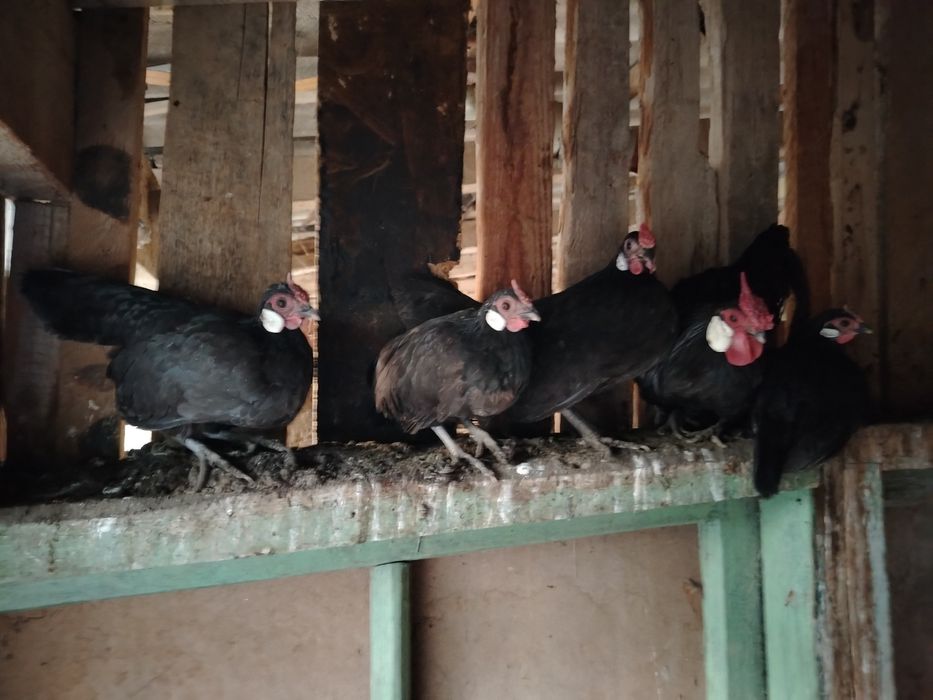 Yapon Beltanka tuxumlari