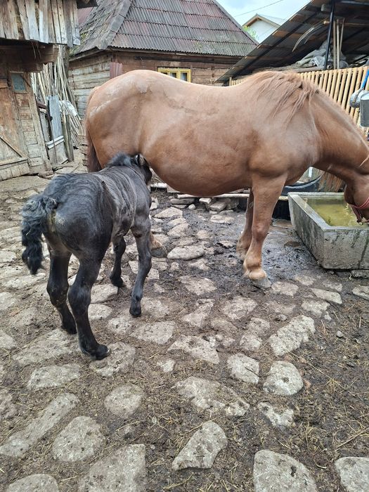 Iapă si mânză de vânzare