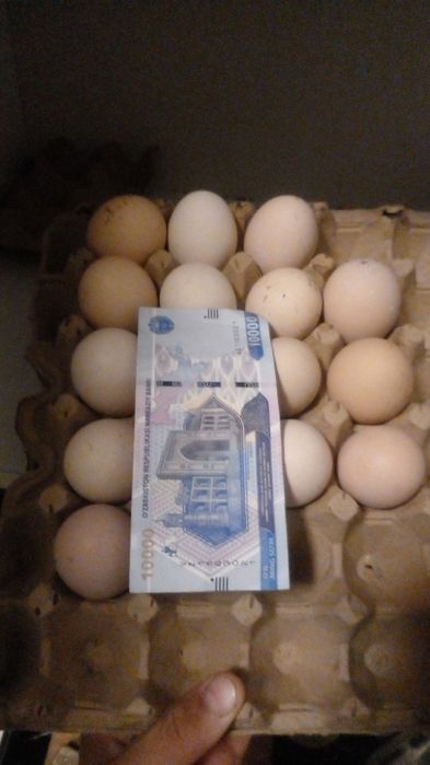 Qora shağzoda tuxumlari sotiladi 10 ta tovuq 3 ta xõroz