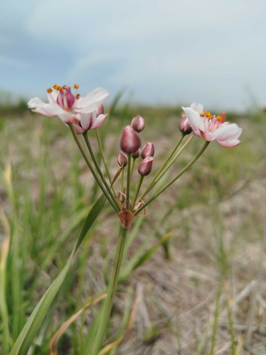 Сусак зонтичный для пруда. Живые делёнки, Ташкент