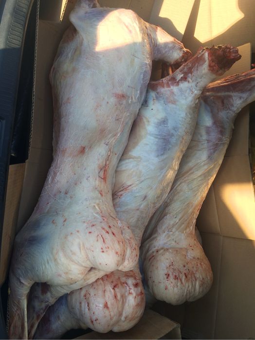 Семіз тоқтылар сатылады