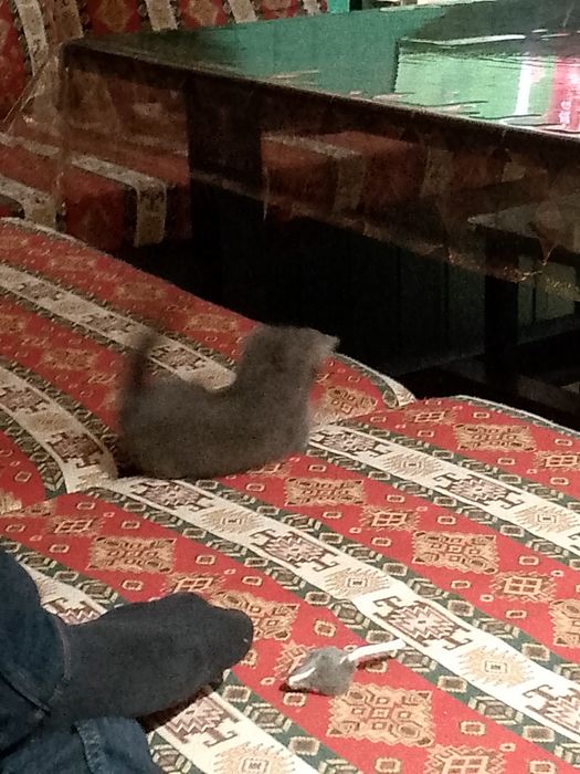 Котенок британский