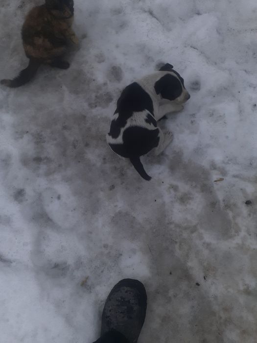 Продаю щенка питбуля