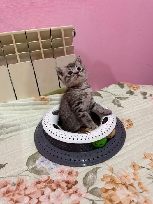 Котята шатланцы 2 девочка 1 мальчика