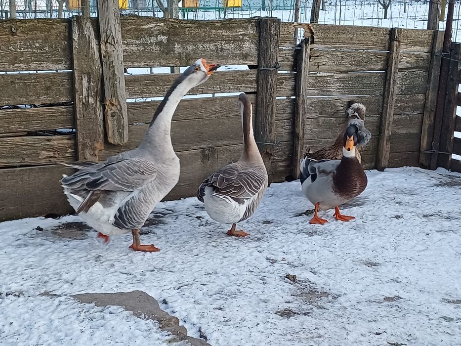 Rățoi motat, rata motata, gascan si gasca