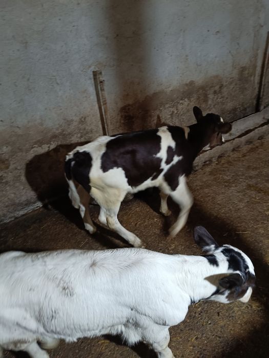 de vânzare 6 viței de rasa