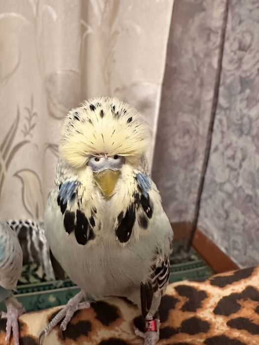Продам попугаев (чехов)