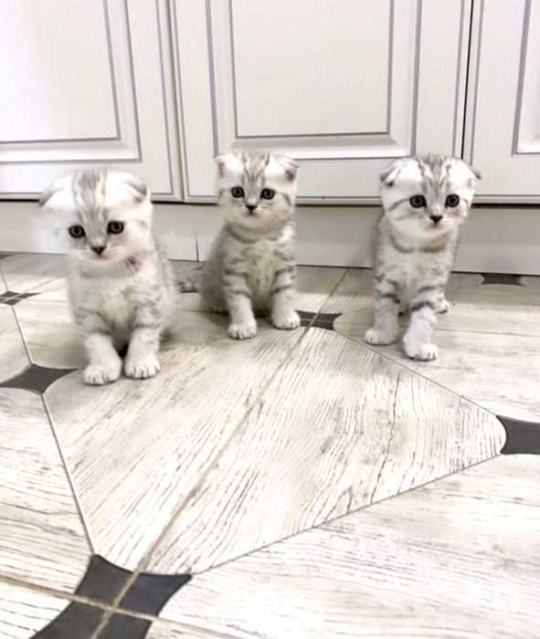 Роскошные шотландские котята