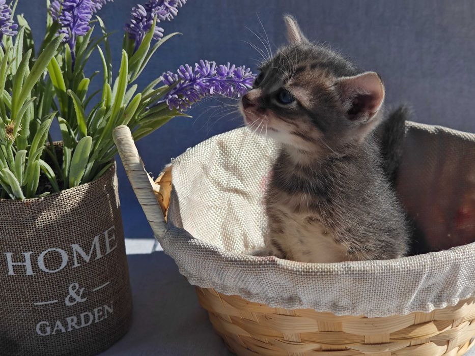 Подаряваме 4 котенца!