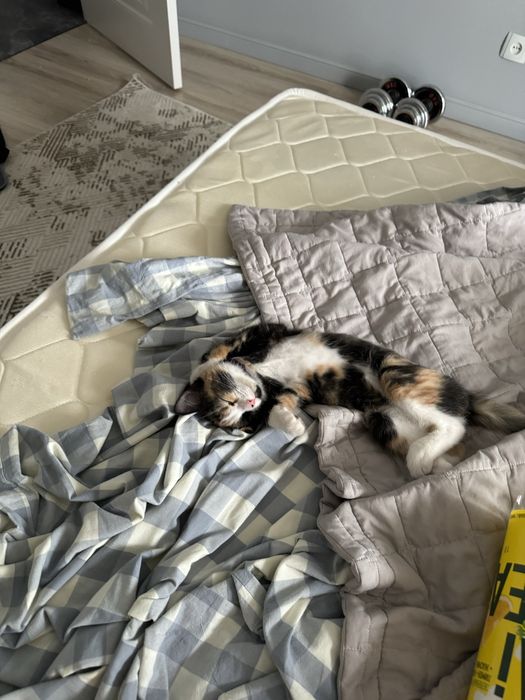 Отдам кошку в добрые руки