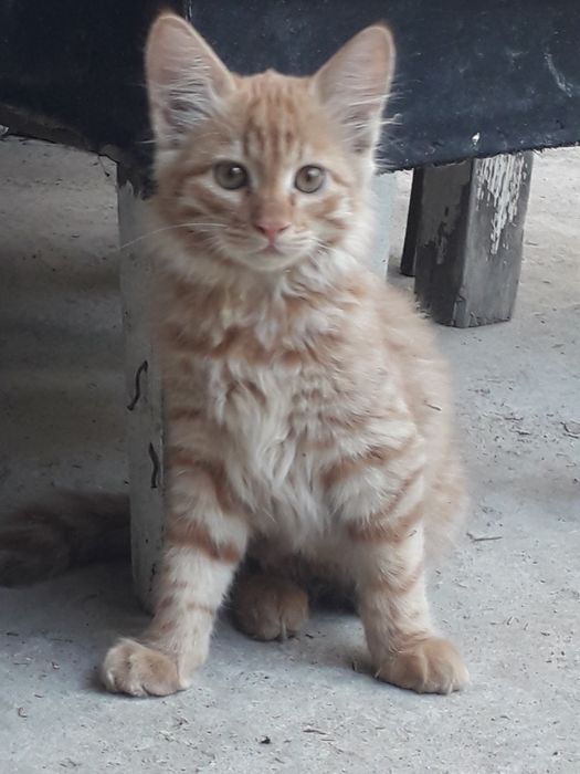 Кошка Скотиш страйт(Сибирьский)