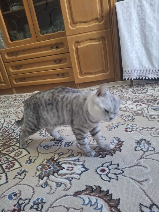 Оддам даром бесплатно