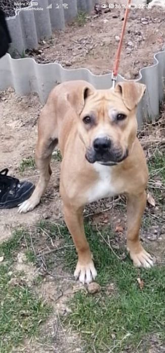 Стафорд девочка в добрые руки