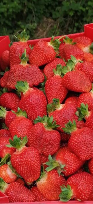 Домашно отгледан разсад ягоди – гарантиран вкус и аромат“