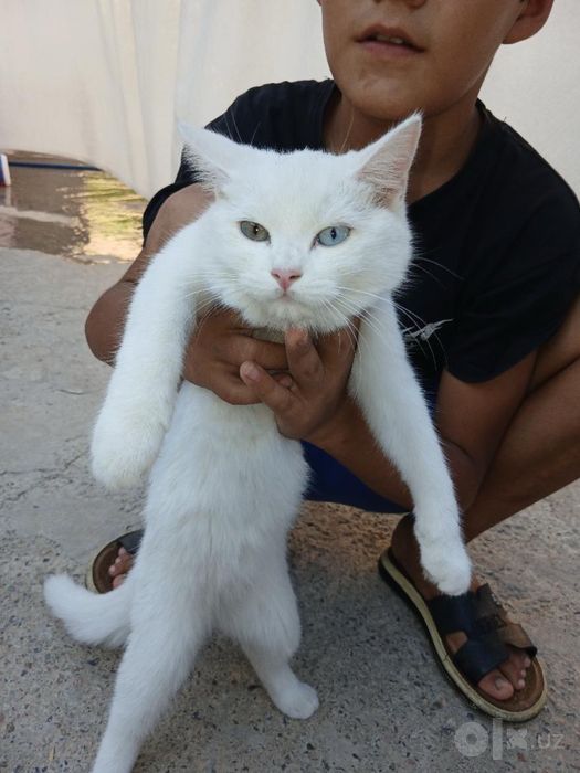 Zotli mushu sotladi