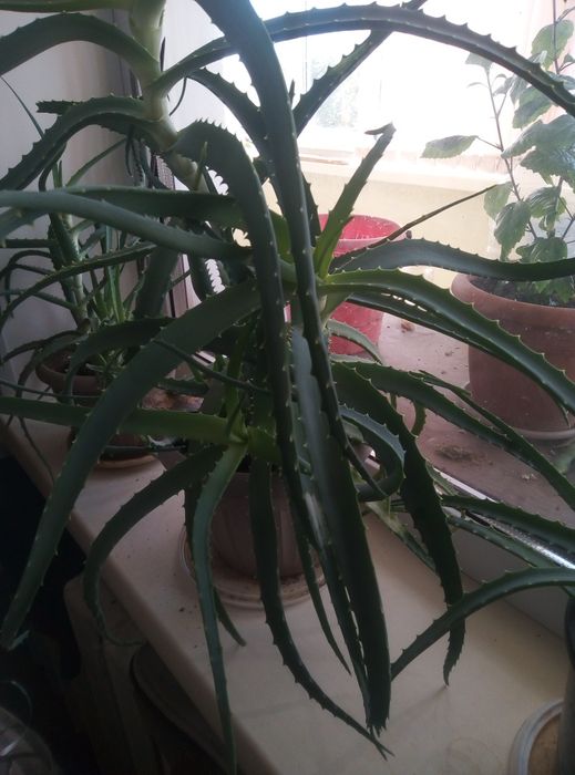 Алое. Лекарственное растение.