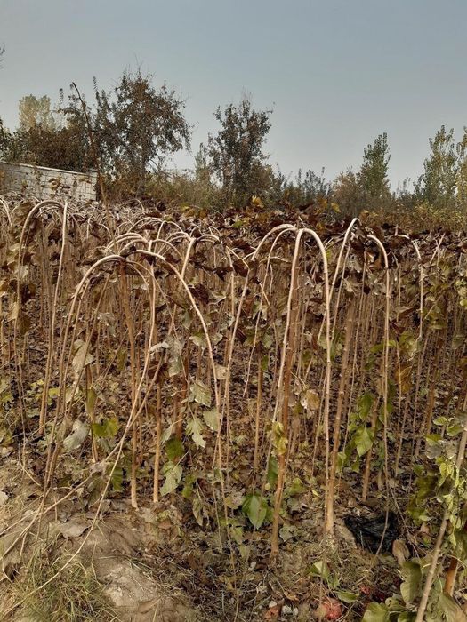 Яшил макон лойихаси учун арзон кучатлар