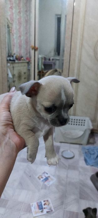 Щенки чихуахуа минники