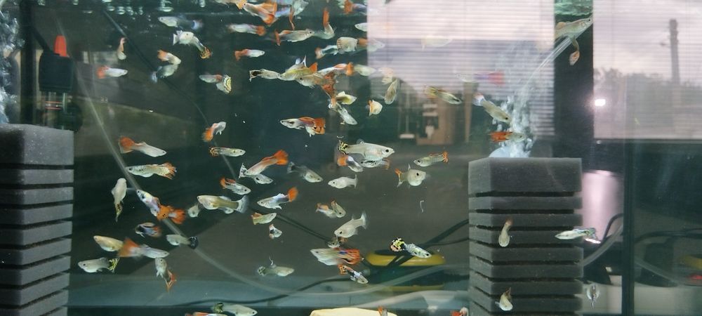 Рибки - Гупи домашното отгледани