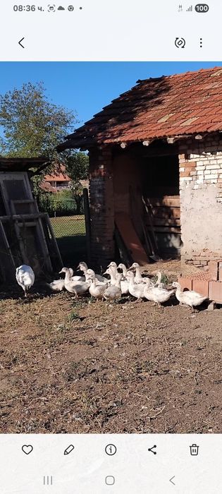 Продавам бройлерни юрдечета Мюлари