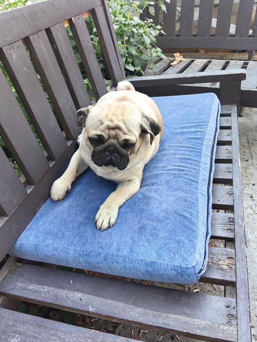 Срочно ищем семью для мопса