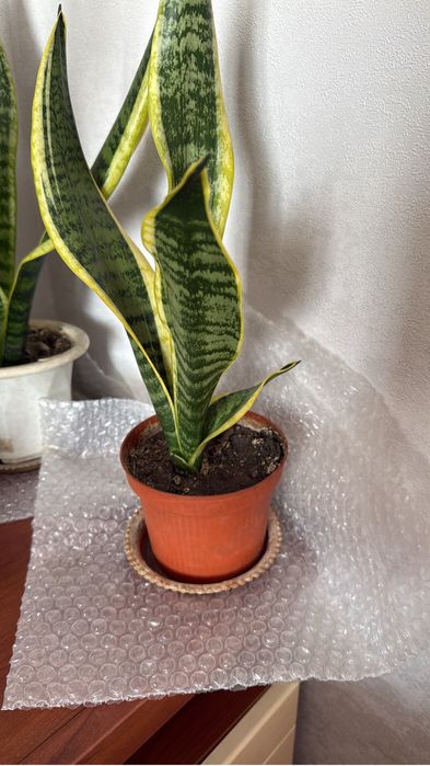 Продам цветы Сансеиверия