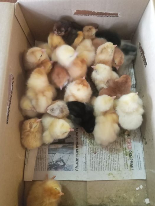 Продаются цыплята суточные и недельные