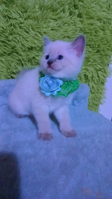 продаётся породистый котенок