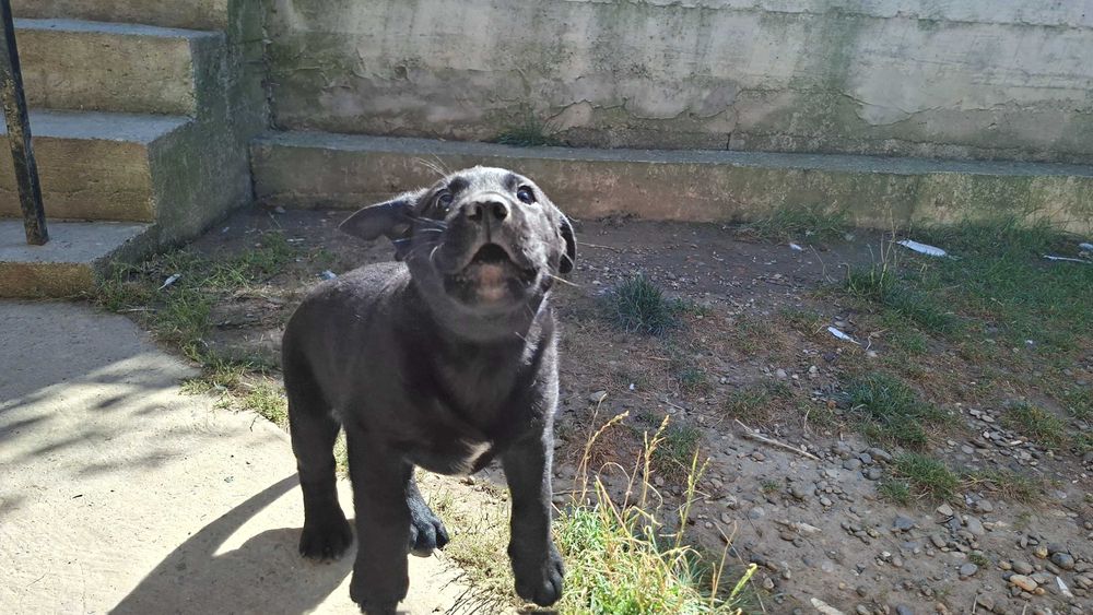 Cățelușe labrador își caută stăpânul