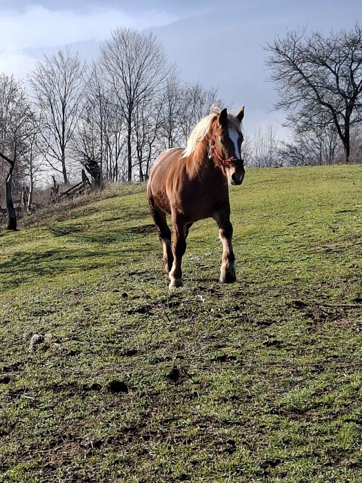 Vând mânz  de un an și opt luni
