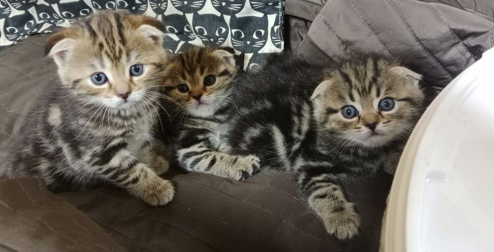 Котята породистые