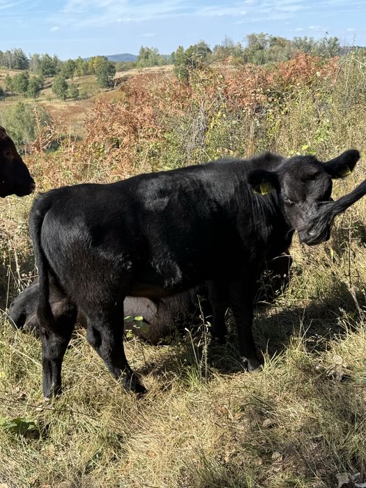 Vitei angus cu origine