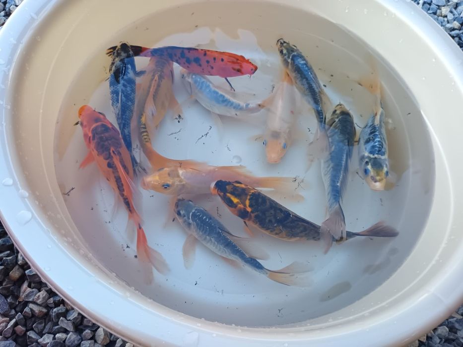 Crap koi butterfly