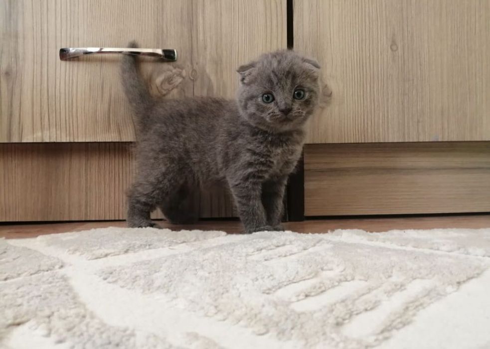 Скоттиш Фолдики и Страйты.