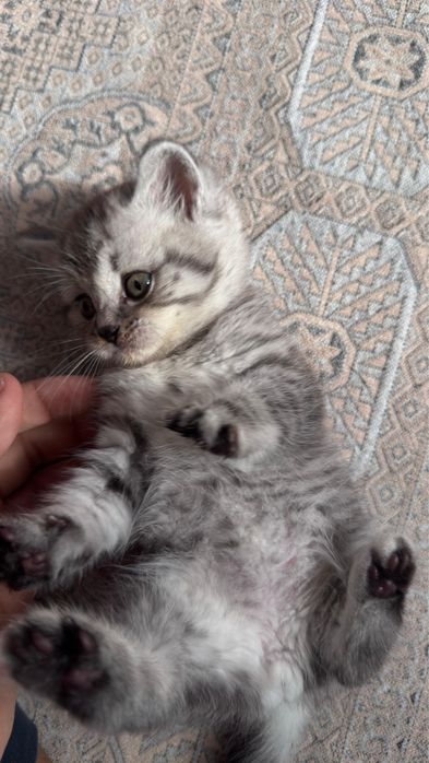 продается котенок
