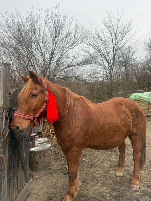 Vând cal. 0721zerozero1308