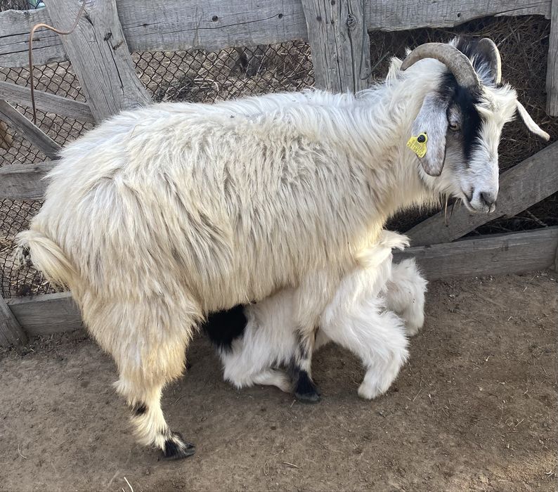 Лақты екшілер сатылады